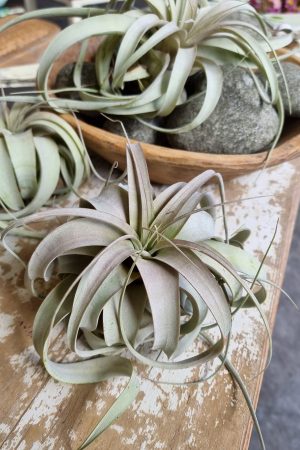 tillandsie tillandsien xerographica groß pflanze deko herbstdeko winterdeko sommerdeko deko naturdeko im mrs Greenery shop bestellen kaufen