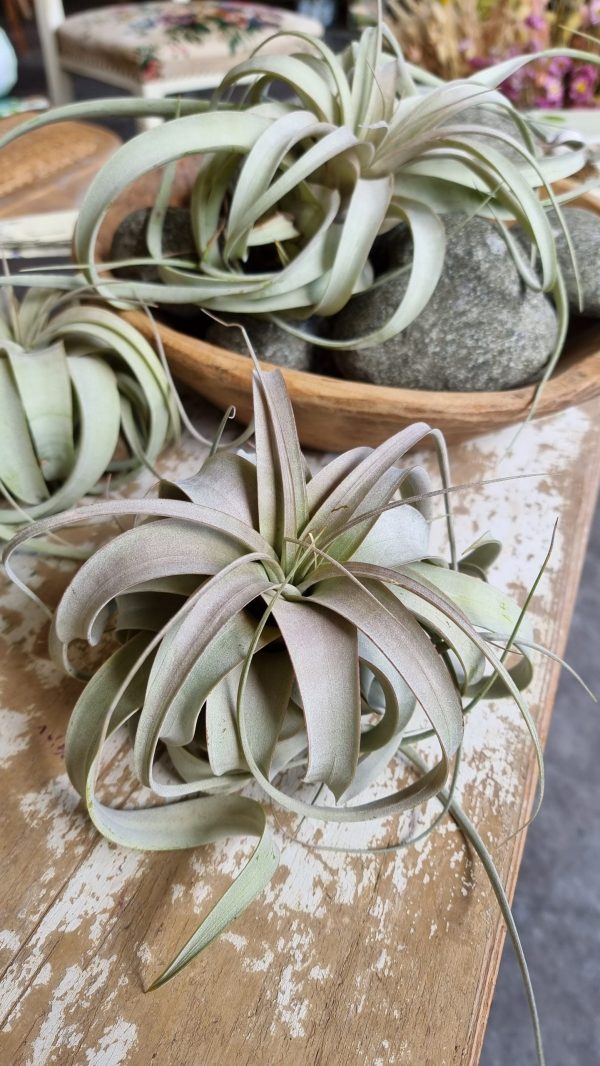 tillandsie tillandsien xerographica groß pflanze deko herbstdeko winterdeko sommerdeko deko naturdeko im mrs Greenery shop bestellen kaufen