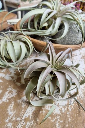 tillandsie tillandsien xerographica groß pflanze deko herbstdeko winterdeko sommerdeko deko naturdeko im mrs Greenery shop bestellen kaufen