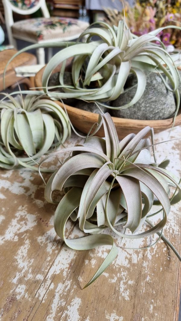 tillandsie tillandsien xerographica groß pflanze deko herbstdeko winterdeko sommerdeko deko naturdeko im mrs Greenery shop bestellen kaufen