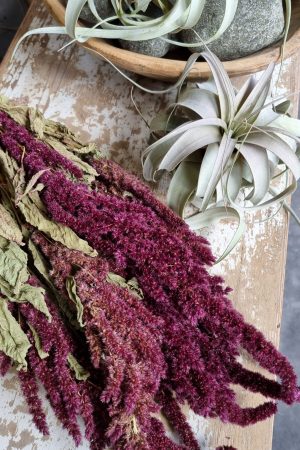 amaranth getrocknet trockenblumen rot trocken sommerdeko deko naturdeko im mrs Greenery shop bestellen kaufen