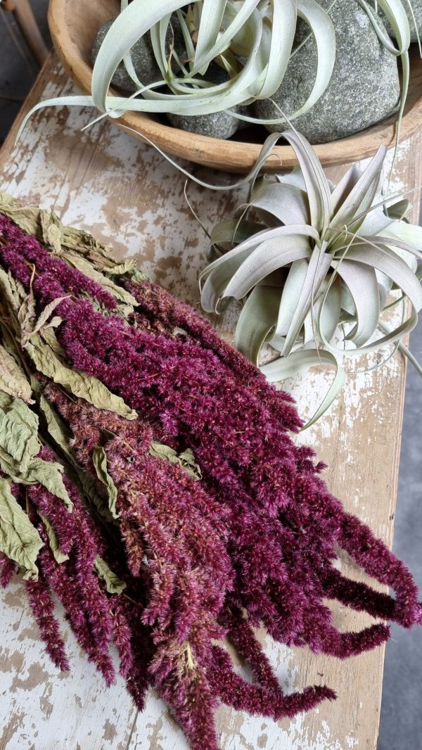 amaranth getrocknet trockenblumen rot trocken sommerdeko deko naturdeko im mrs Greenery shop bestellen kaufen