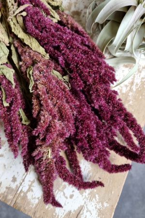amaranth getrocknet trockenblumen rot trocken sommerdeko deko naturdeko im mrs Greenery shop bestellen kaufen