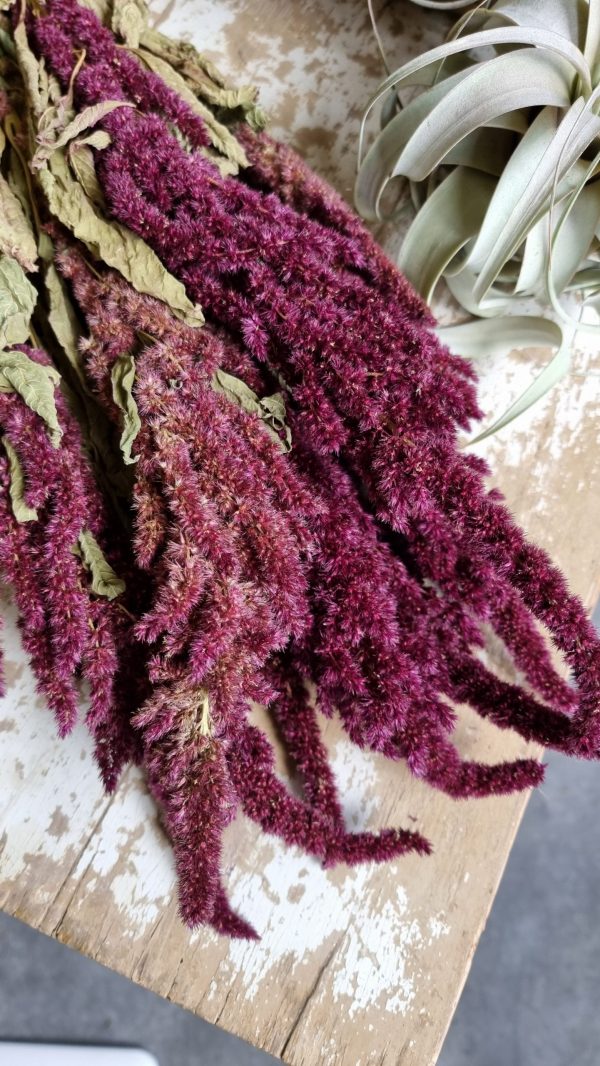 amaranth getrocknet trockenblumen rot trocken sommerdeko deko naturdeko im mrs Greenery shop bestellen kaufen
