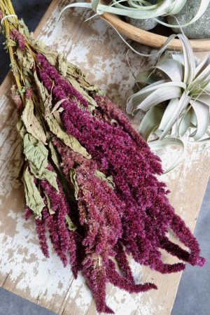 amaranth getrocknet trockenblumen rot trocken sommerdeko deko naturdeko im mrs Greenery shop bestellen kaufen