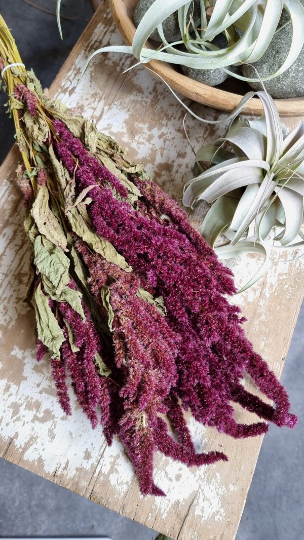 amaranth getrocknet trockenblumen rot trocken sommerdeko deko naturdeko im mrs Greenery shop bestellen kaufen