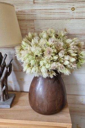 blushing bride blüte blume frisch trocknen blumendeko weiß rosa im mrs greenery shop bestellen kaufen