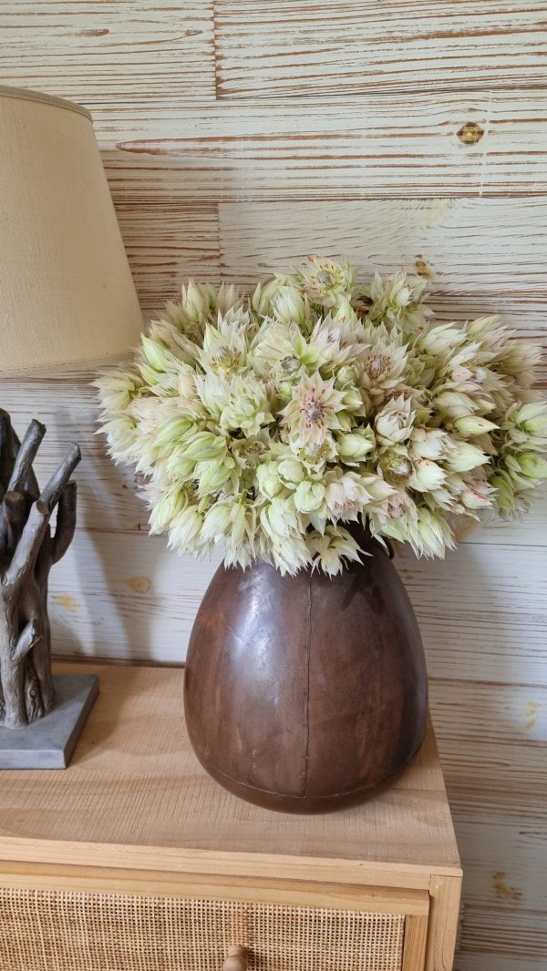 blushing bride blüte blume frisch trocknen blumendeko weiß rosa im mrs greenery shop bestellen kaufen