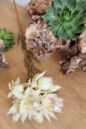 blushing bride blüte blume frisch trocknen blumendeko weiß rosa im mrs greenery shop bestellen kaufen