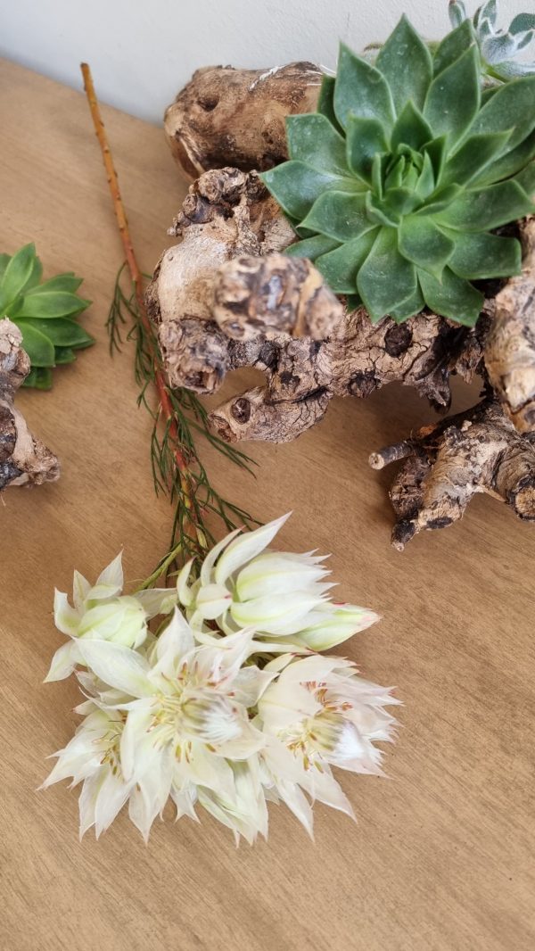blushing bride blüte blume frisch trocknen blumendeko weiß rosa im mrs greenery shop bestellen kaufen