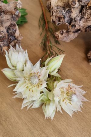 blushing bride blüte blume frisch trocknen blumendeko weiß rosa im mrs greenery shop bestellen kaufen