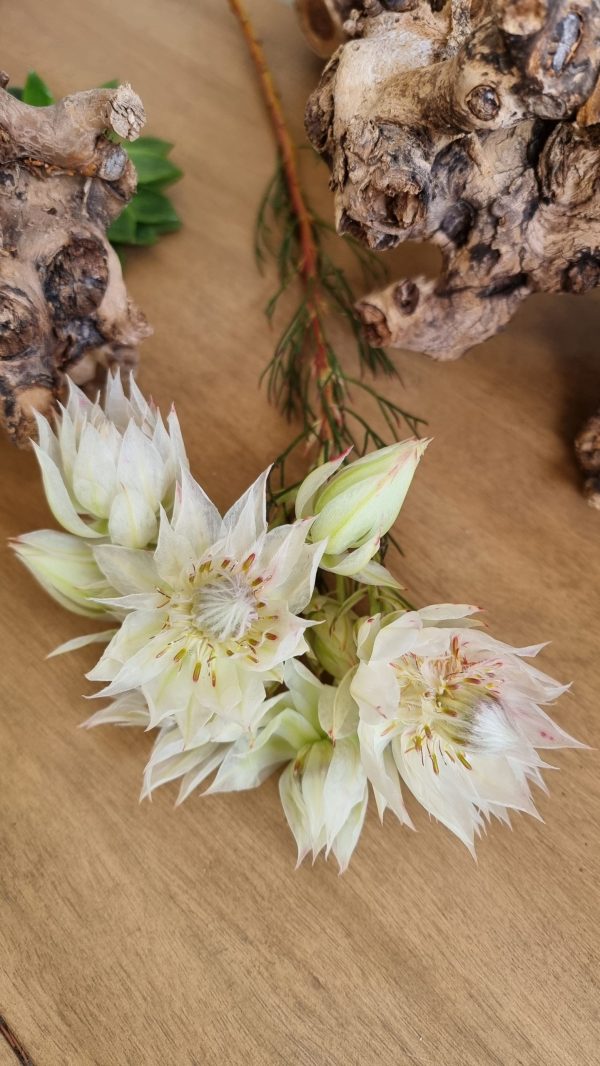 blushing bride blüte blume frisch trocknen blumendeko weiß rosa im mrs greenery shop bestellen kaufen