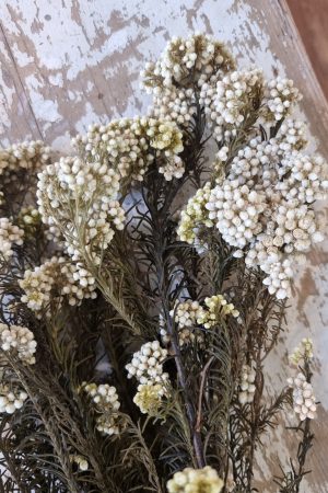 rice flower reisblume weiß trockenblumen trocken sommerdeko deko naturdeko im mrs Greenery shop bestellen kaufen
