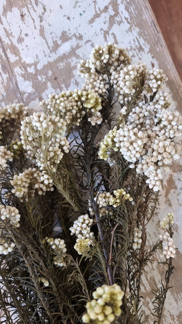 rice flower reisblume weiß trockenblumen trocken sommerdeko deko naturdeko im mrs Greenery shop bestellen kaufen