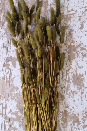 samtgras lagurus grün olivgrün trockenblumen trocken sommerdeko deko naturdeko im mrs Greenery shop bestellen kaufen