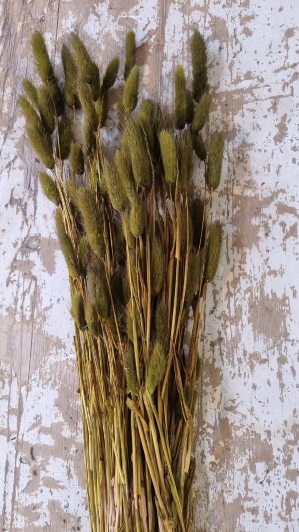 samtgras lagurus grün olivgrün trockenblumen trocken sommerdeko deko naturdeko im mrs Greenery shop bestellen kaufen