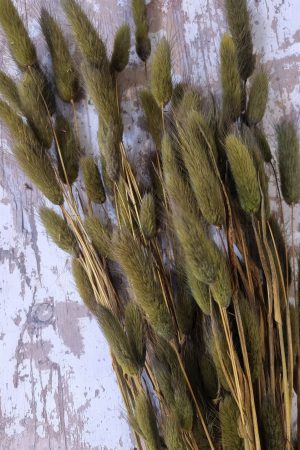 samtgras lagurus grün olivgrün trockenblumen trocken sommerdeko deko naturdeko im mrs Greenery shop bestellen kaufen