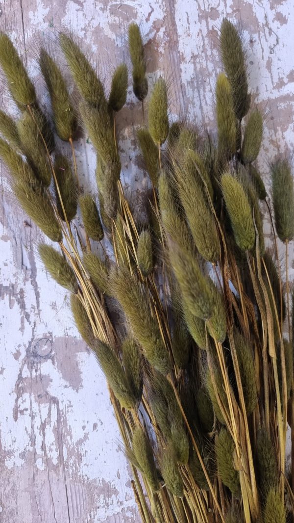 samtgras lagurus grün olivgrün trockenblumen trocken sommerdeko deko naturdeko im mrs Greenery shop bestellen kaufen
