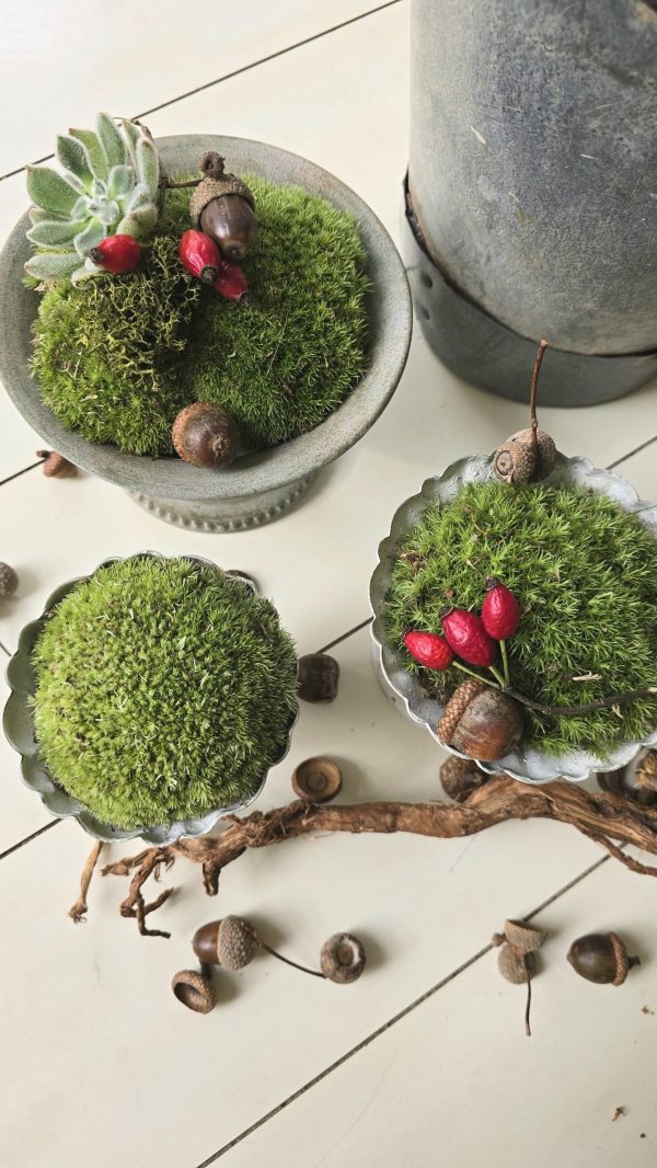 dekotopf uebertpf schale gefäß dekoidee dekoschale im mrs greenery shop bestellen