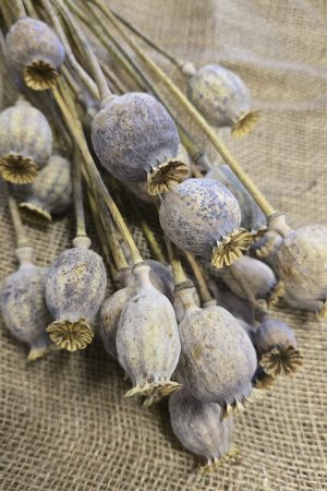 Mohnkapsel Mohn getrocknet grau im Bund. Trockenblumen vom Mrs Greenery Shop