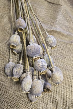 Mohnkapsel Mohn getrocknet grau im Bund. Trockenblumen vom Mrs Greenery Shop