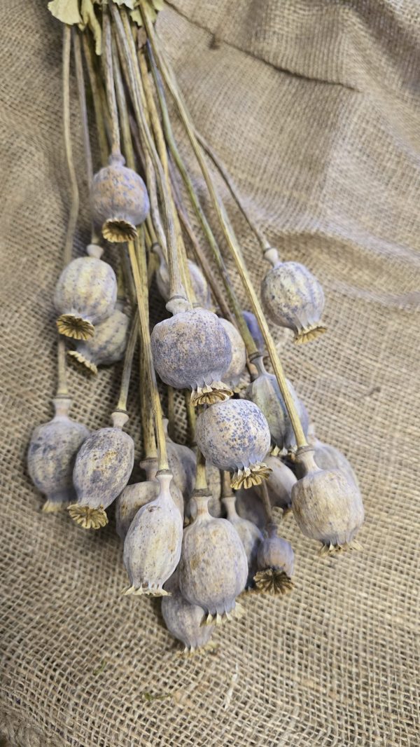 Mohnkapsel Mohn getrocknet grau im Bund. Trockenblumen vom Mrs Greenery Shop