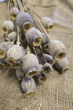 Mohnkapsel Mohn getrocknet grau im Bund. Trockenblumen vom Mrs Greenery Shop