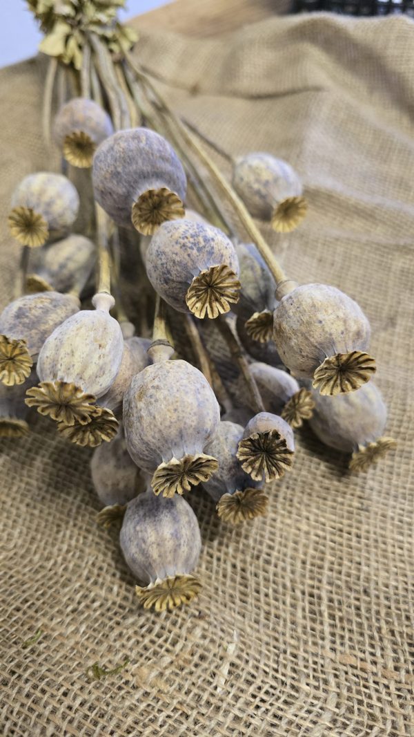 Mohnkapsel Mohn getrocknet grau im Bund. Trockenblumen vom Mrs Greenery Shop