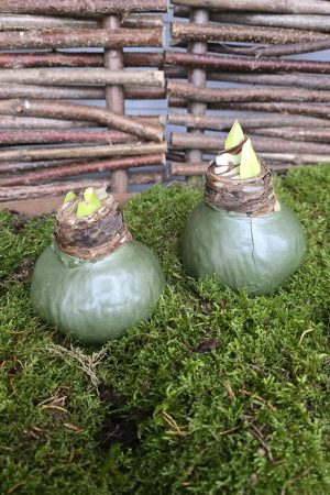 Amaryllis gewachst Wachs grün olive Zwiebelblüher im Mrs Greenery Shop bestellen