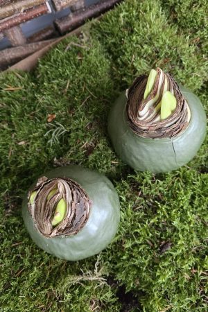 Amaryllis gewachst Wachs grün olive Zwiebelblüher im Mrs Greenery Shop bestellen