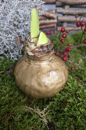 Amaryllis gewachst Wachs gold Zwiebelblüher im Mrs Greenery Shop bestellen