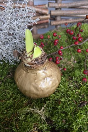 Amaryllis gewachst Wachs gold Zwiebelblüher im Mrs Greenery Shop bestellen