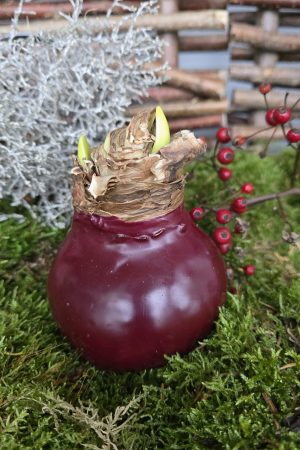 Amaryllis gewachst Wachs dunkelrot rot weinrot Zwiebelblüher im Mrs Greenery Shop bestellen