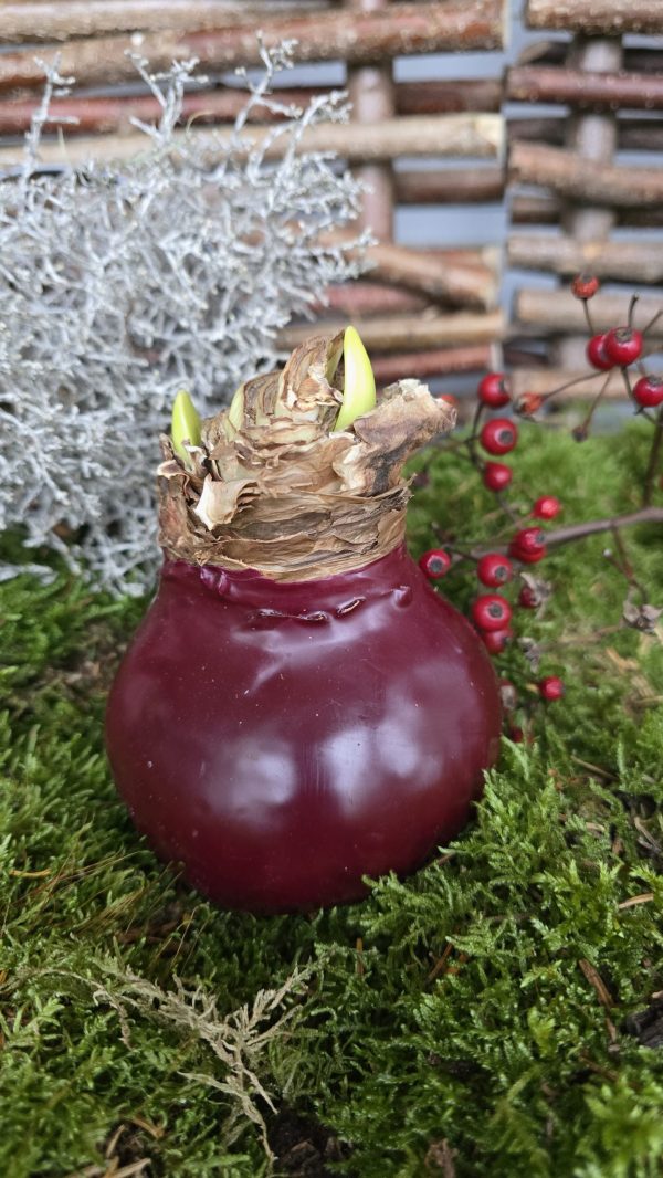 Amaryllis gewachst Wachs dunkelrot rot weinrot Zwiebelblüher im Mrs Greenery Shop bestellen