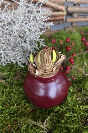 Amaryllis gewachst Wachs dunkelrot rot weinrot Zwiebelblüher im Mrs Greenery Shop bestellen