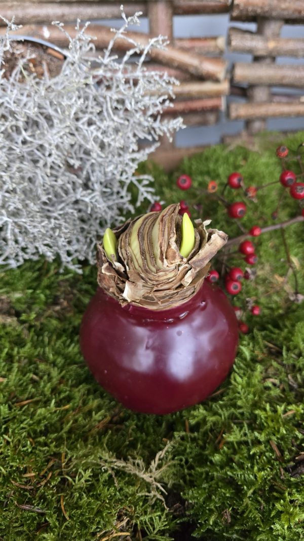 Amaryllis gewachst Wachs dunkelrot rot weinrot Zwiebelblüher im Mrs Greenery Shop bestellen