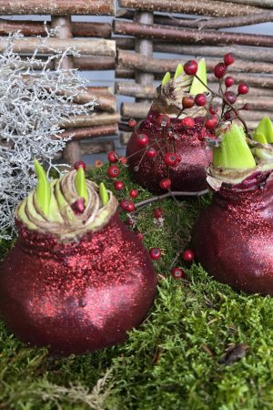 Amaryllis gewachst Wachs dunkelrot rot glitzer weinrot Zwiebelblüher im Mrs Greenery Shop bestellen