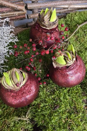Amaryllis gewachst Wachs dunkelrot rot glitzer weinrot Zwiebelblüher im Mrs Greenery Shop bestellen