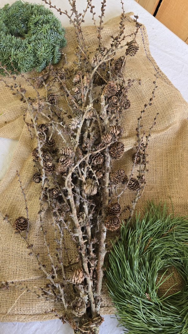 Lärche Zweige Äste Ast Zweig Bund Weihnachtsdeko Naturdeko im Mrs Greenery Shop bestellen kaufen