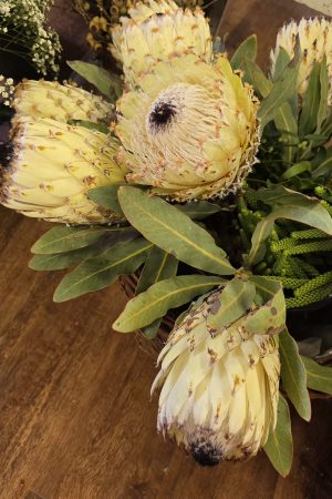 Protea Blüte weiss creme Blumendeko frisch Proteen im Mrs Greenery Shop bestellen