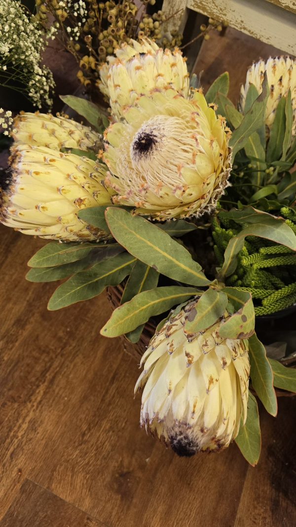 Protea Blüte weiss creme Blumendeko frisch Proteen im Mrs Greenery Shop bestellen