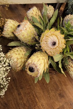 Protea Blüte weiss creme Blumendeko frisch Proteen im Mrs Greenery Shop bestellen