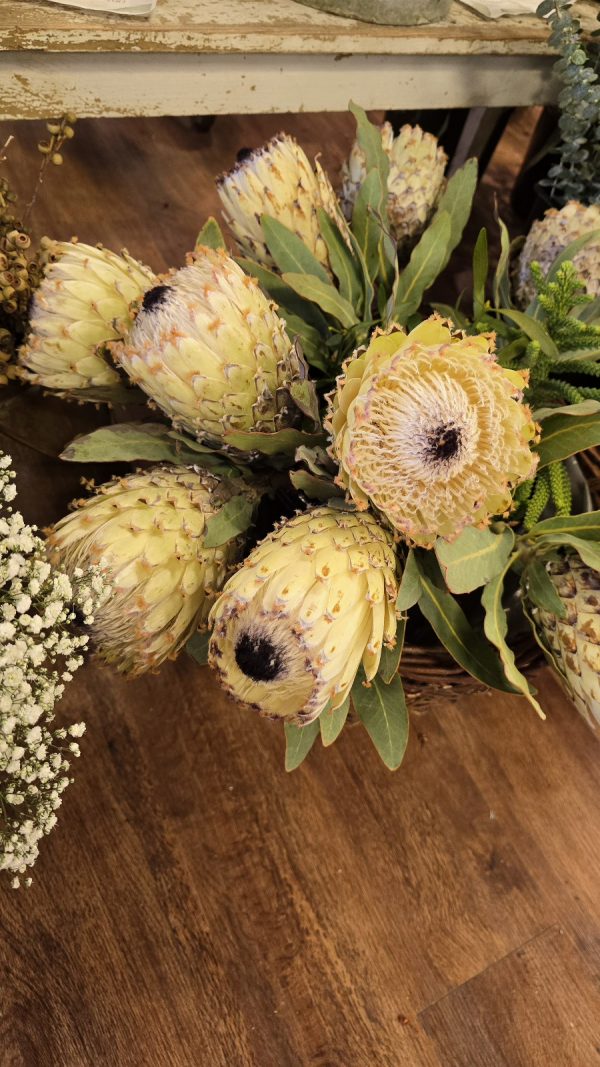 Protea Blüte weiss creme Blumendeko frisch Proteen im Mrs Greenery Shop bestellen
