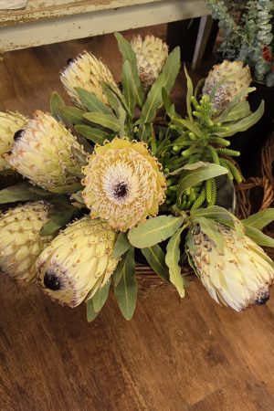 Protea Blüte weiss creme Blumendeko frisch Proteen im Mrs Greenery Shop bestellen