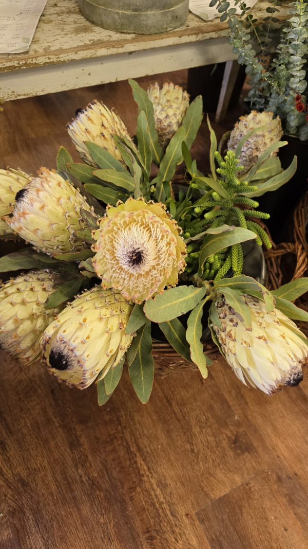 Protea Blüte weiss creme Blumendeko frisch Proteen im Mrs Greenery Shop bestellen