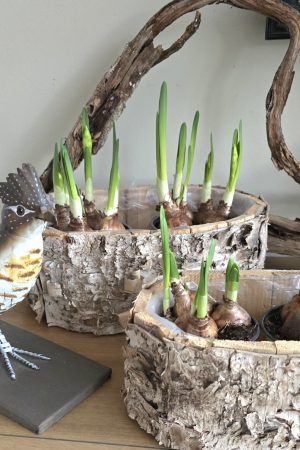 pflanzschale topf dekoschale birke naturdeko wasserdicht dekotopf im mrs greenery shop bestellen kaufen