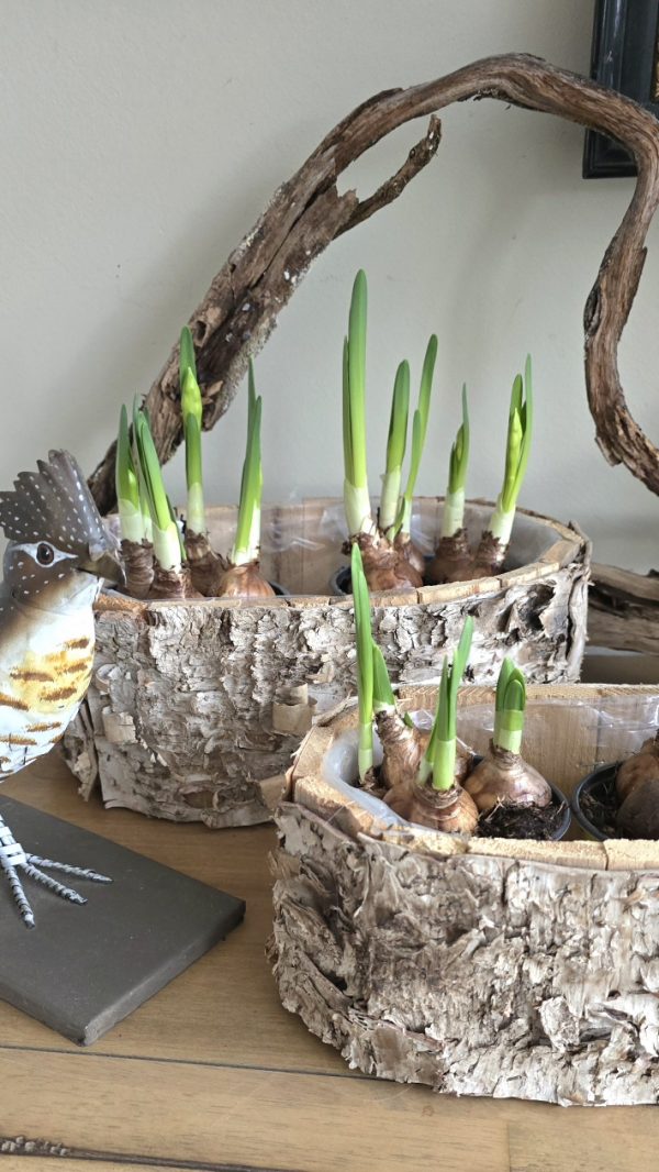 pflanzschale topf dekoschale birke naturdeko wasserdicht dekotopf im mrs greenery shop bestellen kaufen