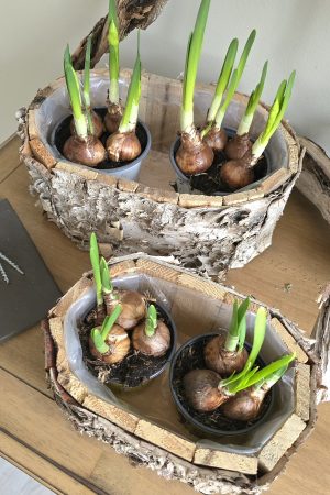 pflanzschale topf dekoschale birke naturdeko wasserdicht dekotopf im mrs greenery shop bestellen kaufen