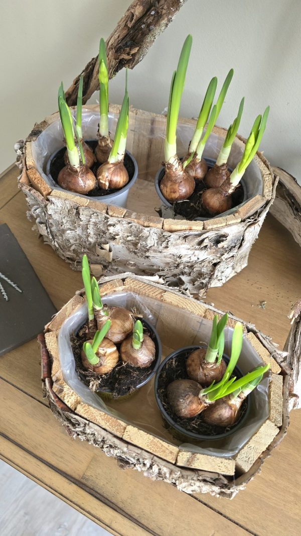 pflanzschale topf dekoschale birke naturdeko wasserdicht dekotopf im mrs greenery shop bestellen kaufen
