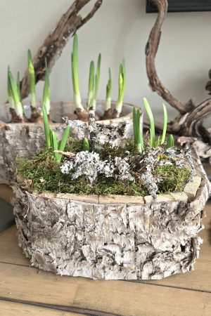 pflanzschale topf dekoschale birke naturdeko wasserdicht dekotopf im mrs greenery shop bestellen kaufen